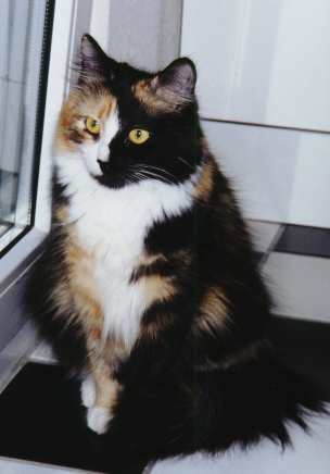 Ursina von der Gronau